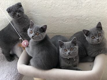 Pişiklər: Şotland, Dişi, Erkək, Ünvandan götürmə — 27