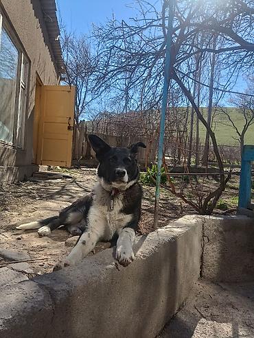 Продажа собак: Колли, 7 месяцев, Самец — 21