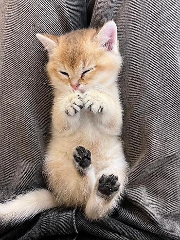 Pişiklər: Britan — 7