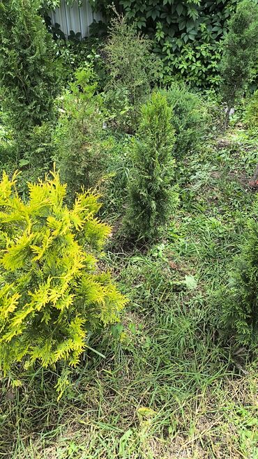 Декоративные деревья: Саженцы деревьев: Туи — 6