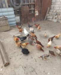 маленькие собаки в баку: Toyuq, Yumurtalıq, Ünvandan götürmə, Ödənişli çatdırılma, Rayonlara çatdırılma