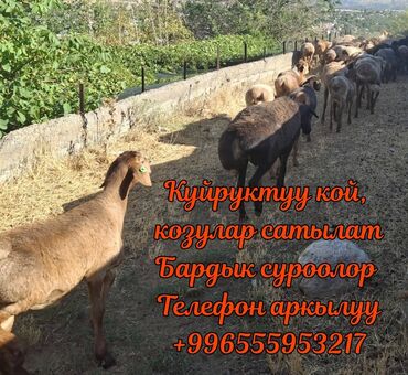 немецкая овчарка ош: Продаю курдючных баран
Тема не моя звоните по тел.+