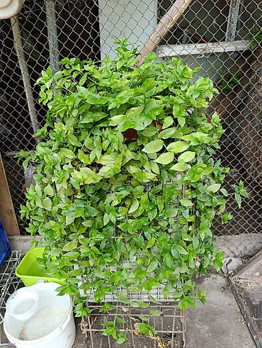 триммеры для сада: Ампельное комнатное растение Tradescantia (традесканция, зеленолистная — 2