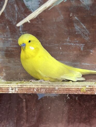 Tutuquşları: Çex və jumbo quşlar satılır Qiymətlər fərqlidir 30 azn 80 azn qədər — 7