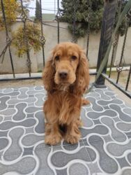 İtlər: Koker spaniyel, 1 il, Erkek, Peyvəndli -da lalafo.az — 14 İtlər: Koker spaniyel, 1 il, Erkek, Peyvəndli — 14