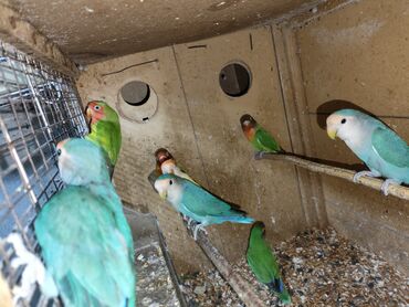 Tutuquşları: Fişer nerazlucnik ayrılmazlar maskvıy papuqayları bala verən cütlər — 2