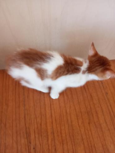 Отдам даром кошку: Котята-домоседы, короткошёрстные, 2 окраса: - Бело-рыжие: белая грудка — 6