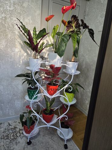 кованая мебель: Гүлдөр үчүн секичелүү текче, Жаңы, Темир, Өзү алып кетүү, Акылуу жеткирүү