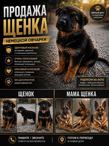 щенка шпиц: Немецкая овчарка, 3 месяца, Самец — 1