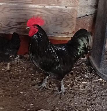 yerli xoruzlar: Xoruz, il: >5 Ünvandan götürmə — 2