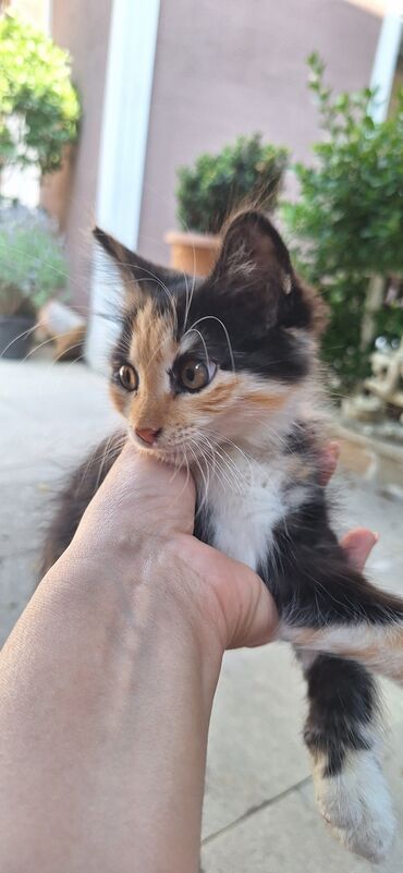 pitbul balaları: Sibir, Dişi, Yaxşı əllərə, Pulsuz çatdırılma
