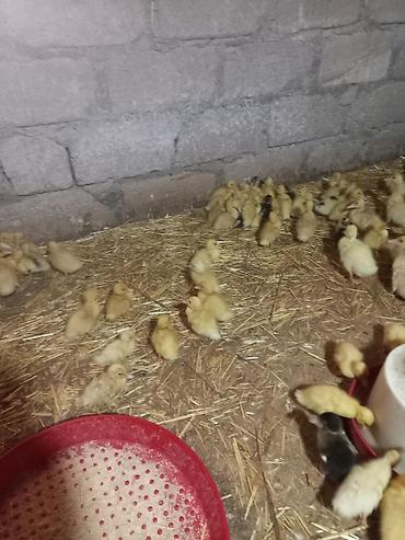 ördək balası satışı: Məhsul: ördək balaları (civcivləri) Təsvir: - Erkən yaşlı ördək — 1
