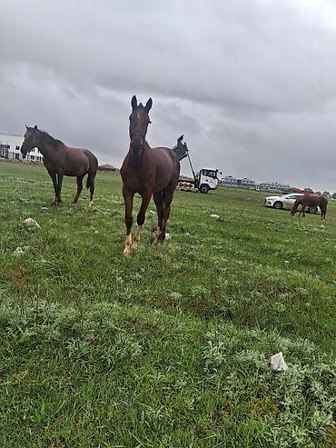 Лошади, кони: Продаю | Кобыла (самка) | Рабочий — 3