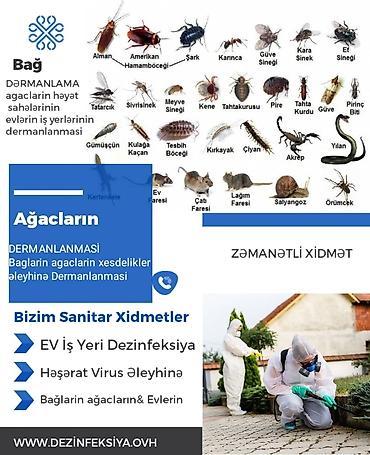 hamster kafesi: Dermanlama Zemanetli dezinfeksiya xidmeti dezinfeksiya xidməti — 2
