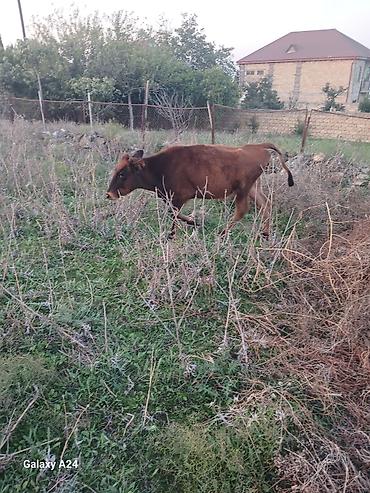 jersey cinsi: Disi dana satilir tecili ucuz qiymete — 5