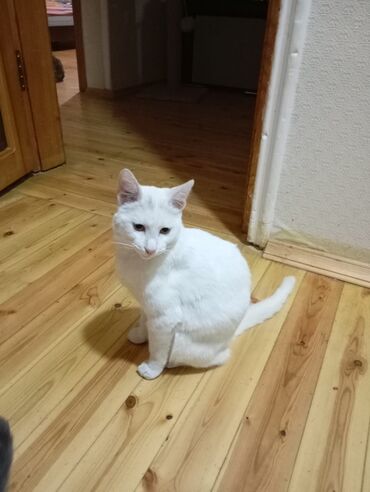 Pişiklər: Yaxşı əllərə — 3