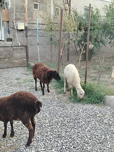damazliq qoyun satisi: Satilir:birinci qarın dişi qoyun dişi balası 7 aylıq, birdene erkek — 3