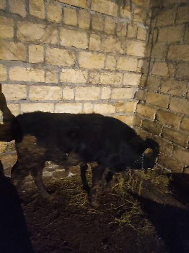 Dana, buzov: Dana, buzov, Erkək, ay: 12, 130 kq, Ətlik — 10