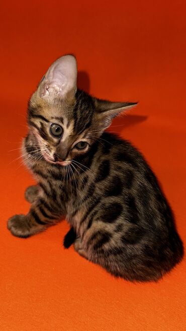Коты: Продаю котят Бенгалов Чистокровные к лотку приучены Родились