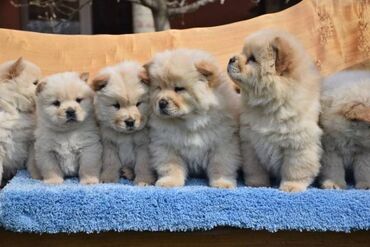 Psi: Chow chow-cau cau! stenad najlepsi poklon otac m- lav chsrb 3x caca — 3