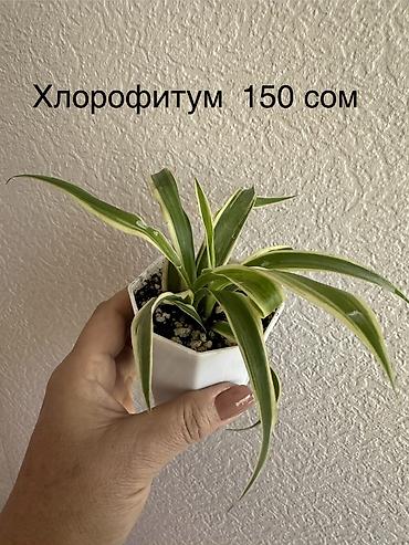 Другие комнатные растения: Укоренённые черенки растений от 150-300 сом — 11