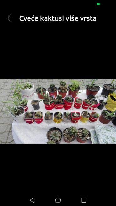 Kaktus: Kaktus — 3