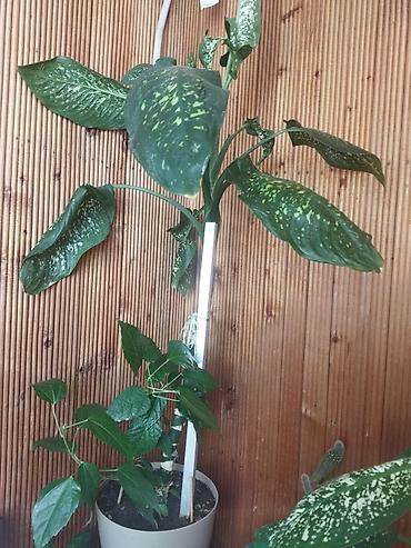 диффенбахия растения: Дифенбахия (Dieffenbachia) с декоративной пестролистной листвой. - — 2