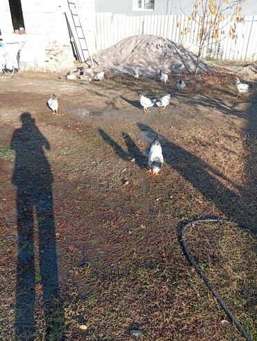 голуби жвотный: Сатам | Тооктор | Көбөйтүү үчүн