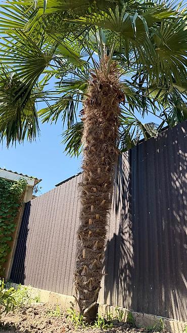 təbii yolka ağacı: 3 metrlik Dekorativ Palma Satılır (Trachycarpus fortunei) Sağlam və — 1