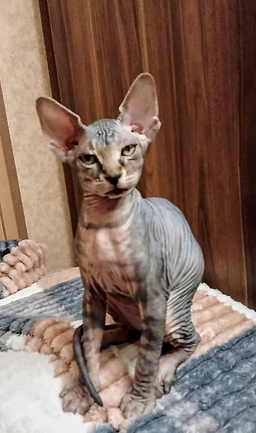 Pişiklər: Sfinks, Erkək, Dişi — 5