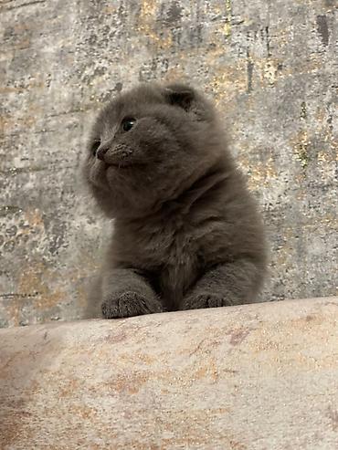 Кошки: Британская, Самец, Самка, В добрые руки, Самовывоз, Доставка в районы, Платная доставка — 2