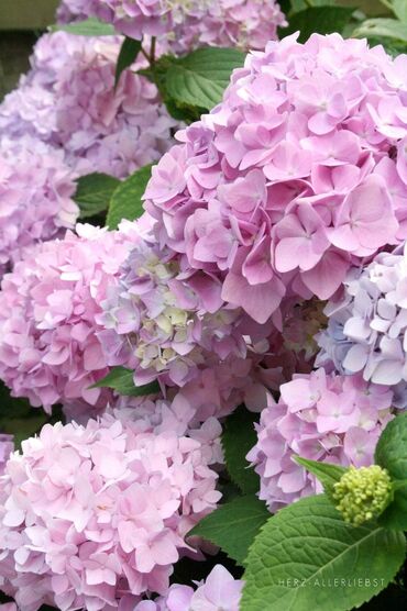 Semena i sadnice: Hortenzija seme
Cena:650din/5semenki — 1