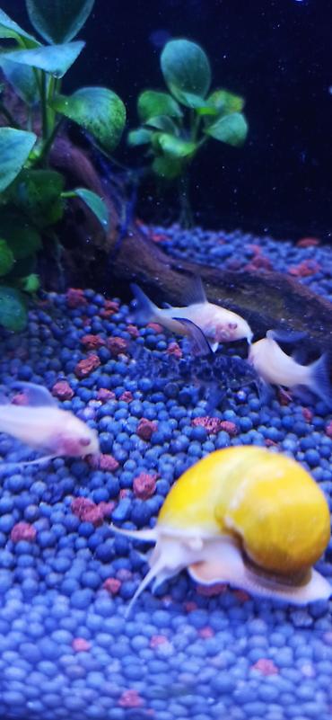 ucuz danalar: Akvarium üçün albino Corydoras panda (cory balığı) qrupu ölçüləri 5 sm — 1