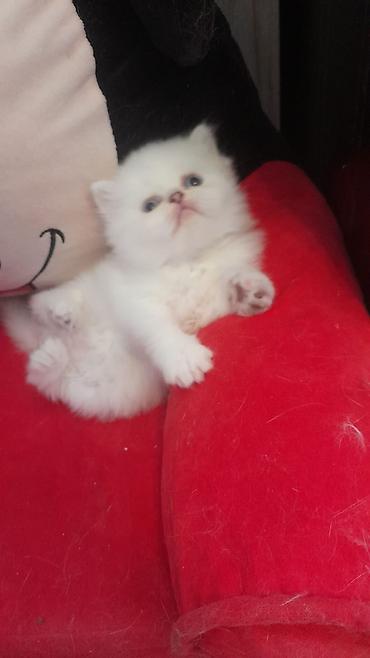 Pişiklər: Fars — 8