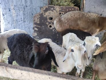овцы гиссарской породы: Продаю | Ягненок