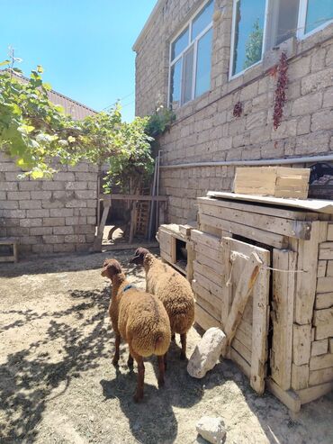 Digər kənd təsərrüfatı heyvanları: Quzu, Erkək, Qala, ay: 1, 33 kq, Damazlıq, Ətlik, Ünvandan götürmə