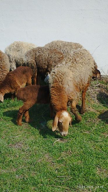 Баран, овца: Продаю | Овца (самка) | Для разведения | Племенные — 2
