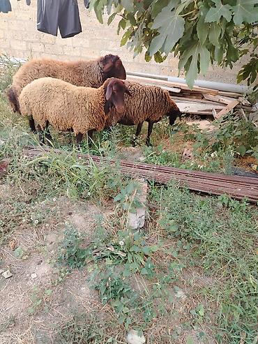 Qoyunlar, qoçlar: Qoyun sürüsü – 3baş - Növ: ehtimalən yerli ətlik/yunlu tip — 13