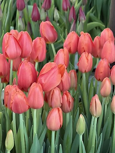 Букеты из живых цветов: Тюльпаны на 8 марта Принимаю корпоративные заказы с оформлением 16 — 15