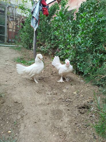 Inəklər, öküzlər: Toyuq, Damazlıq
