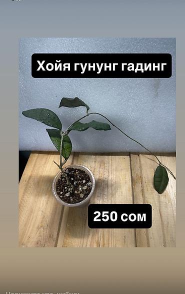 Хойи: Хойя (Hoya) Nui от 200 сом Хойя гунунг гадинг уклоенные по 250 сом — 19
