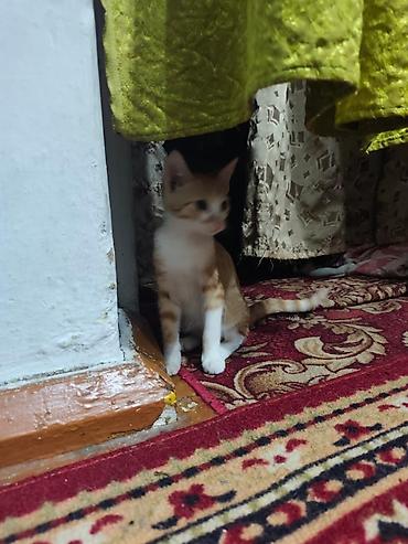 Продажа кошек: КОТЁНОК МАЛЬЧИК 2,5 МЕСЯЦА. Милый рыжебелый котёнок с короткой — 11