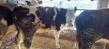 Коровы, быки: Продаю | Корова (самка) | Для разведения | Привязанные — 5