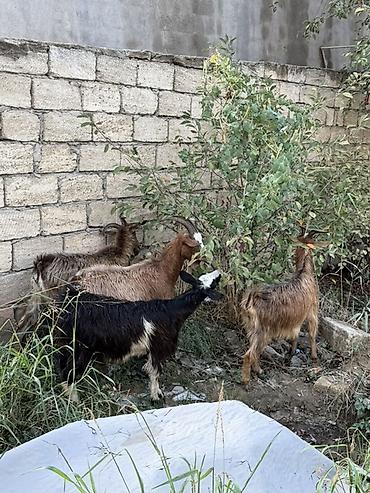 quba heyvan satisi: Dişi, il: 1, 50 kq, Damazlıq, Ünvandan götürmə — 3