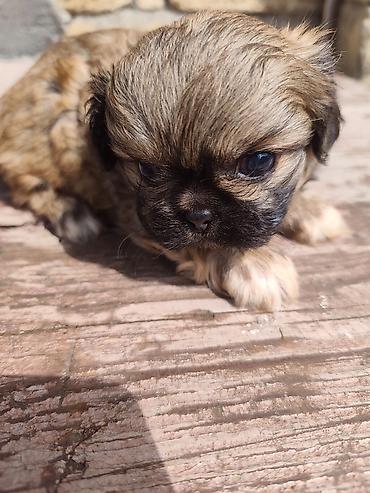 İtlər: Pekines, 1 ay, Erkek — 8