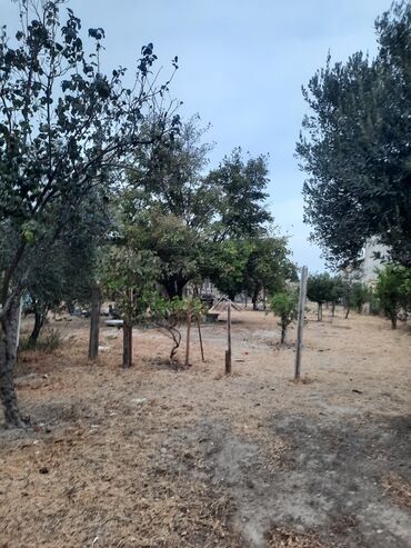 Ağaclar: Məhsul: Nar ağacı, Alma, Tut, Feyxua, Zeytun, Əncir, Zoğal, Qoz, Üzüm -da lalafo.az — 8 Ağaclar: Məhsul: Nar ağacı, Alma, Tut, Feyxua, Zeytun, Əncir, Zoğal, Qoz, Üzüm — 8