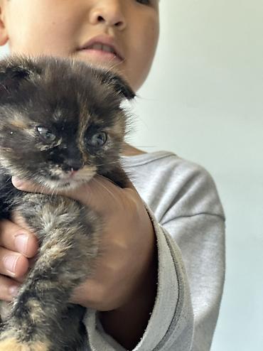 кошки британцы цена: Котята черепахового и дымчатого окраса - Помёт из нескольких котят с — 5