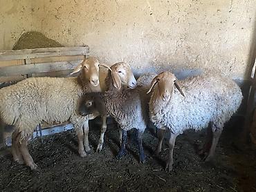 Продам с/х животных: Продаю | Овца (самка), Баран (самец) | Полукровка | На забой, Для разведения | Осеменитель, Матка, Ярка — 3