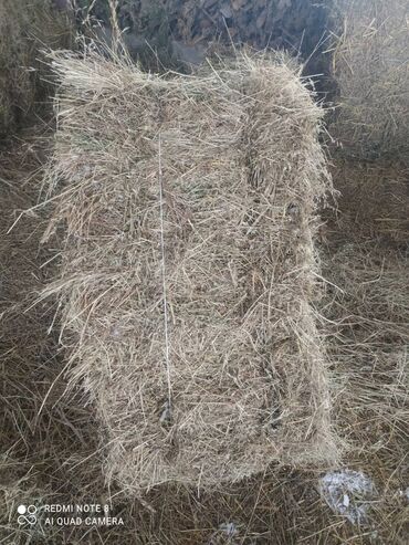 Корма для с/х животных: Сено в тюках - Прессованные прямоугольные тюки, перевязанные — 3