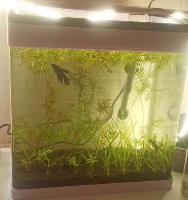 akvarium dekor: Nano Akvarium MinJiang 22 litr satilir bitkiler,filter,isiq,qara